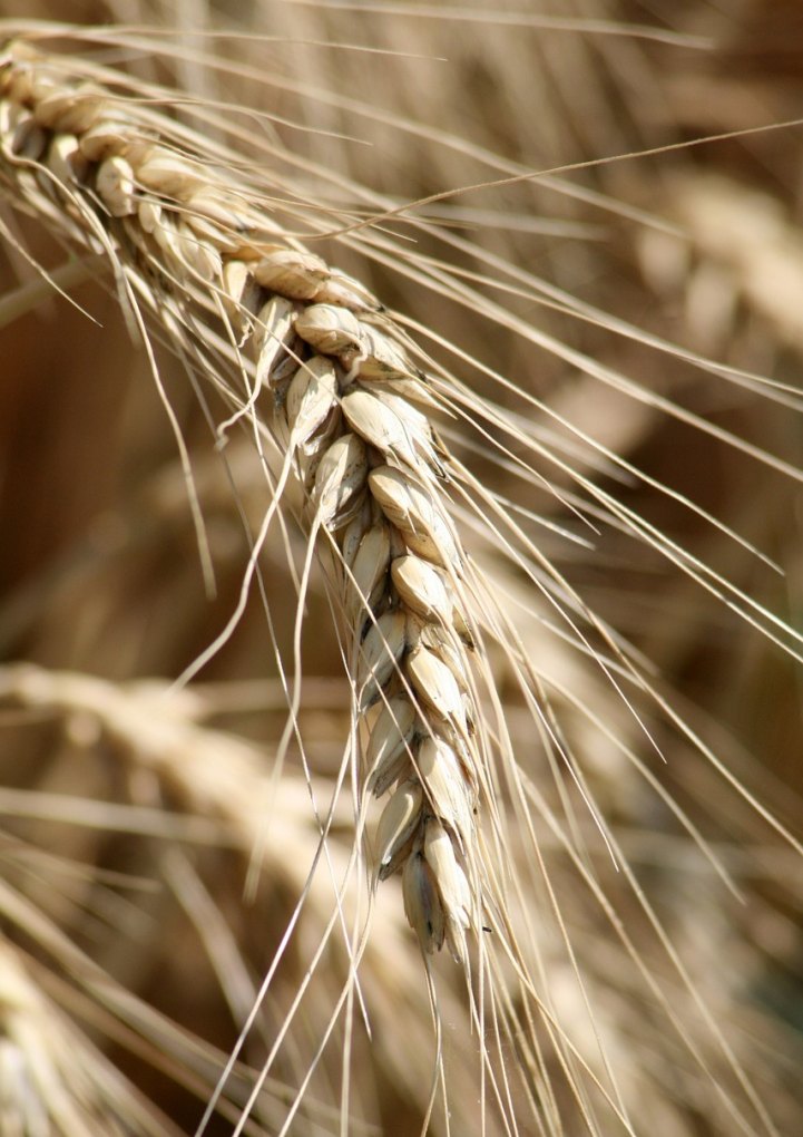 grain wheat crop corn区别，谷物用英语怎么说 - 宝贝英语