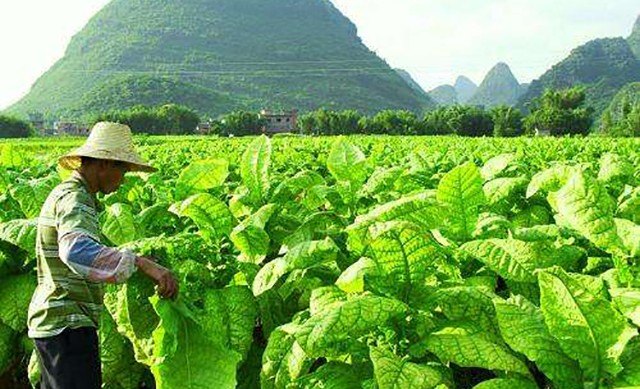 蛇的传说与寓意_什么民族不怕蛇 - 华夏历史