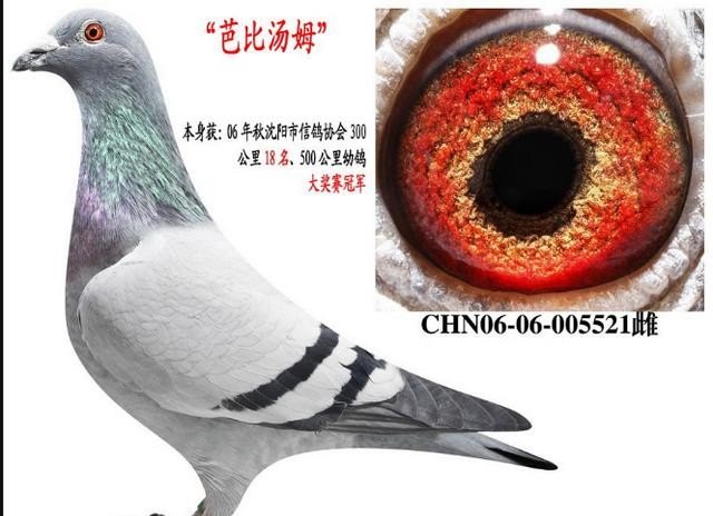 我的鸽子只放过几次10公里 可以上100公里吗?有8个月大了,王者荣耀100距离