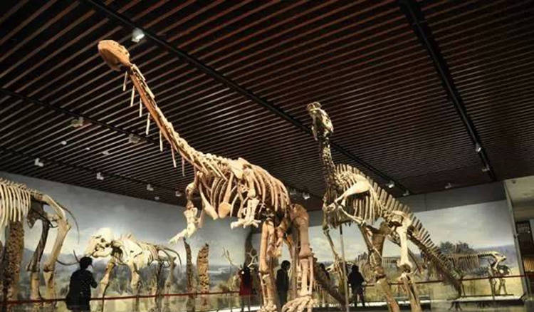 南京博物院恐龙馆介绍,金陵历史文化展览馆简介