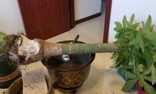 发财树烂根的处理方法_发财树烂根了怎么办救治方法如下
