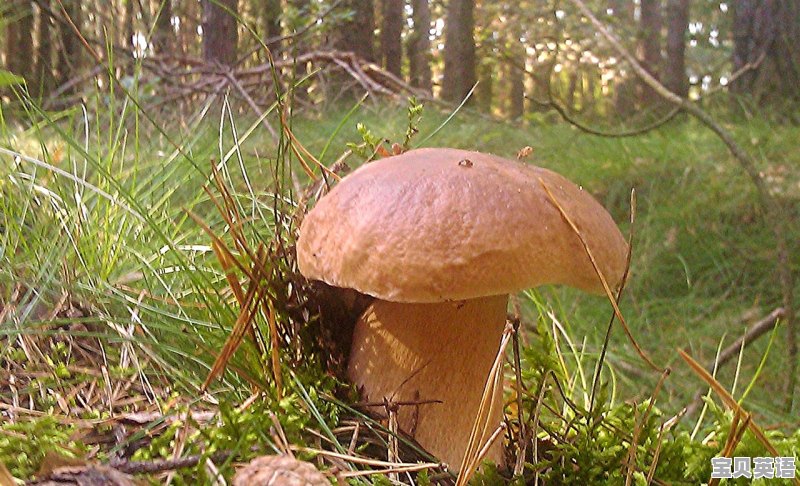 四六级考前临时抱佛脚还有用吗 - 宝贝英语