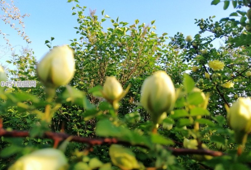 夏天到了，选一个北方城市区旅游，你会选哪个
