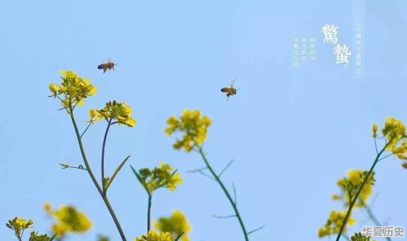 惊蛰为什么要吃梨 - 华夏历史