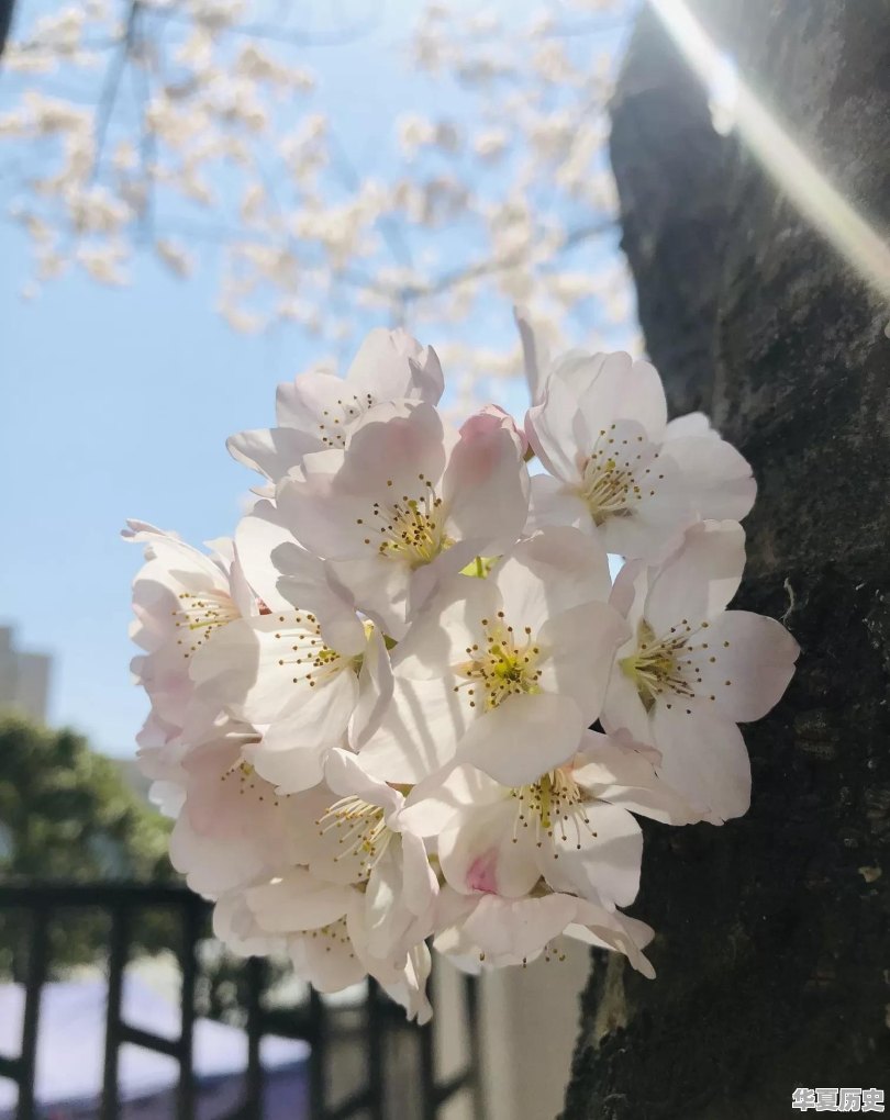 丧礼礼钱怎么送