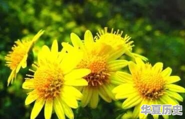 潍坊地毯厂的宿舍什么时候拆迁 - 华夏历史