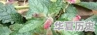 潍坊地毯厂的宿舍什么时候拆迁 - 华夏历史
