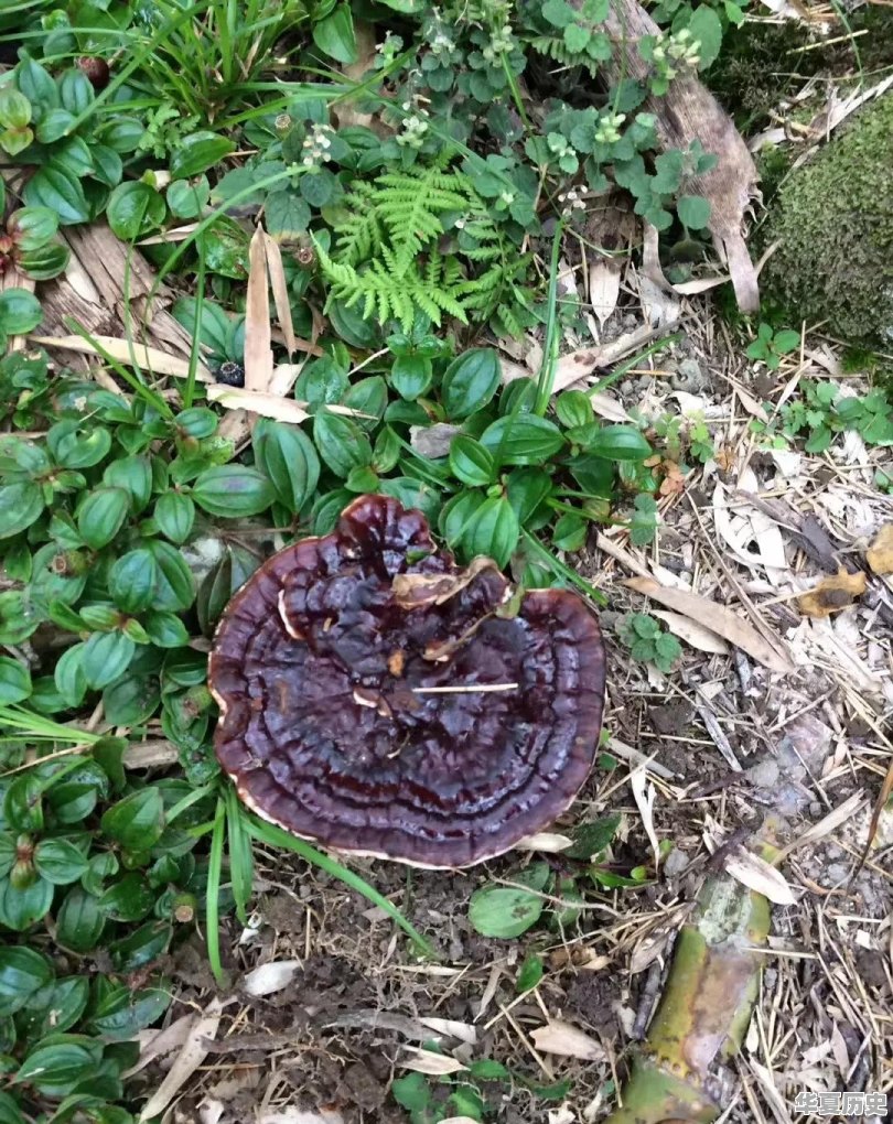 潍坊地毯厂的宿舍什么时候拆迁 - 华夏历史