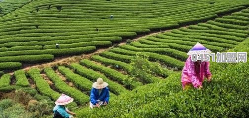 茶是什么
