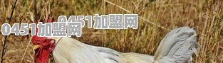 叫个鸡加盟费是多少?叫个鸡加盟费是多少