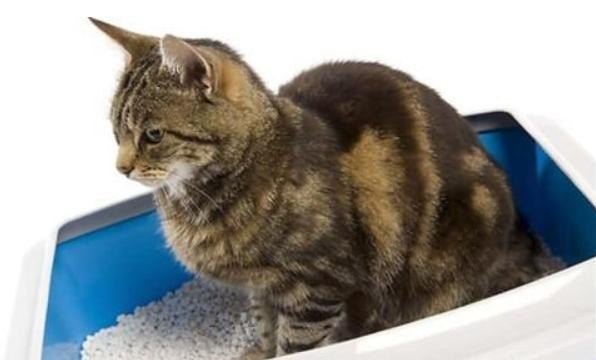 小猫不会用猫砂怎么办