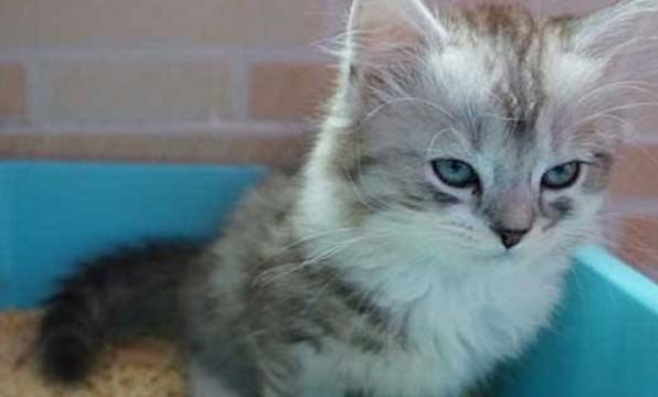 小猫不会用猫砂怎么办