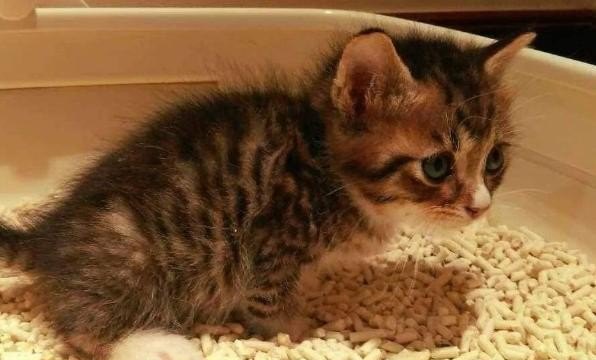 小猫不会用猫砂怎么办
