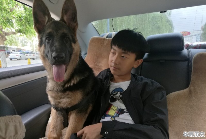 该怎么养狗，才能做一个文明养狗人 - 华夏历史