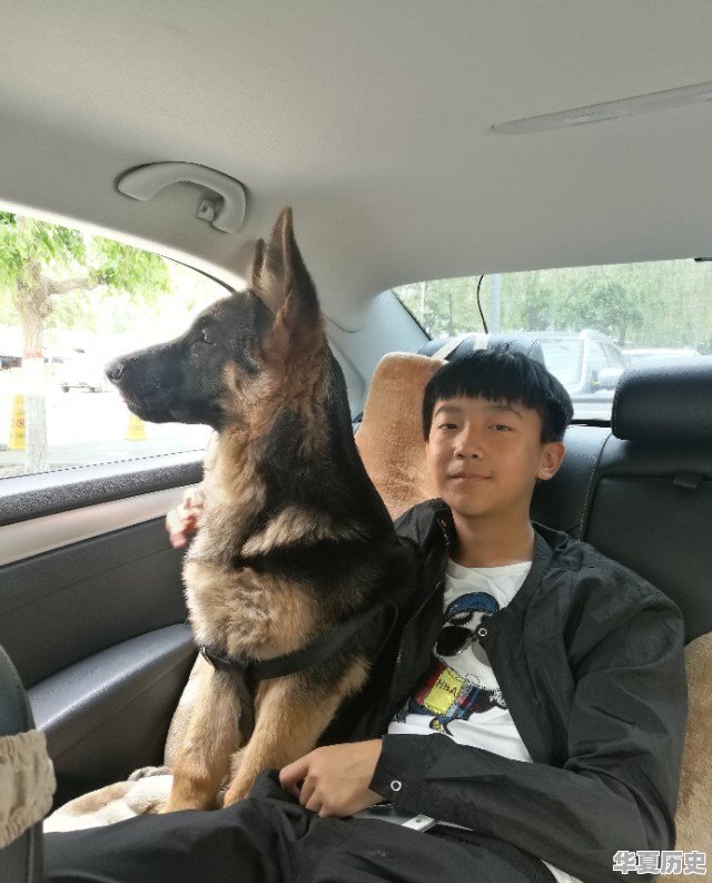 该怎么养狗，才能做一个文明养狗人 - 华夏历史