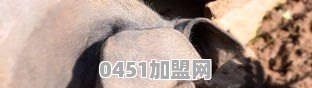 安徽发布野猪“猎杀令”，10元1斤回收，野猪肉不能直接吃吗