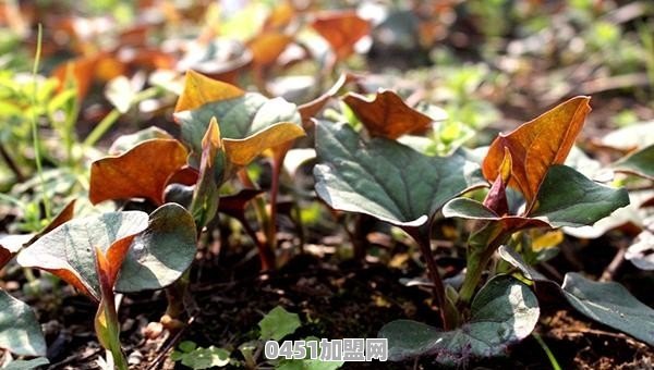 目前你知道谁为西安捐款捐物了吗