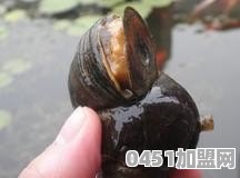 请问拳头大的田螺怎么做好吃