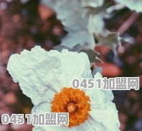 有哪些值得推荐的具有地方特色的年货