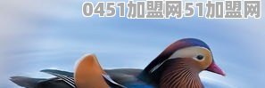 鸭走西东是怎么加盟的？有没有接触的给讲一下呀