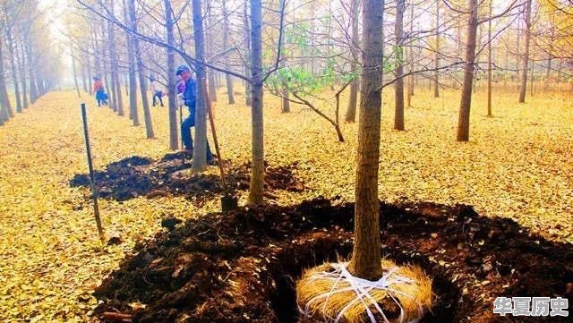 人民网报道了江苏邳州的银杏小镇风景如画，你觉得怎么样 - 华夏历史