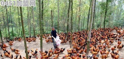 河南人 在农村 不想外出打工 做什么生意好