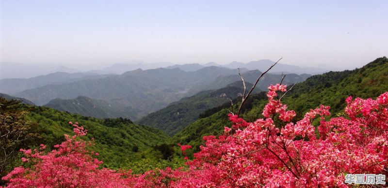 杜鹃鸟在历史上有什么传说 - 华夏历史