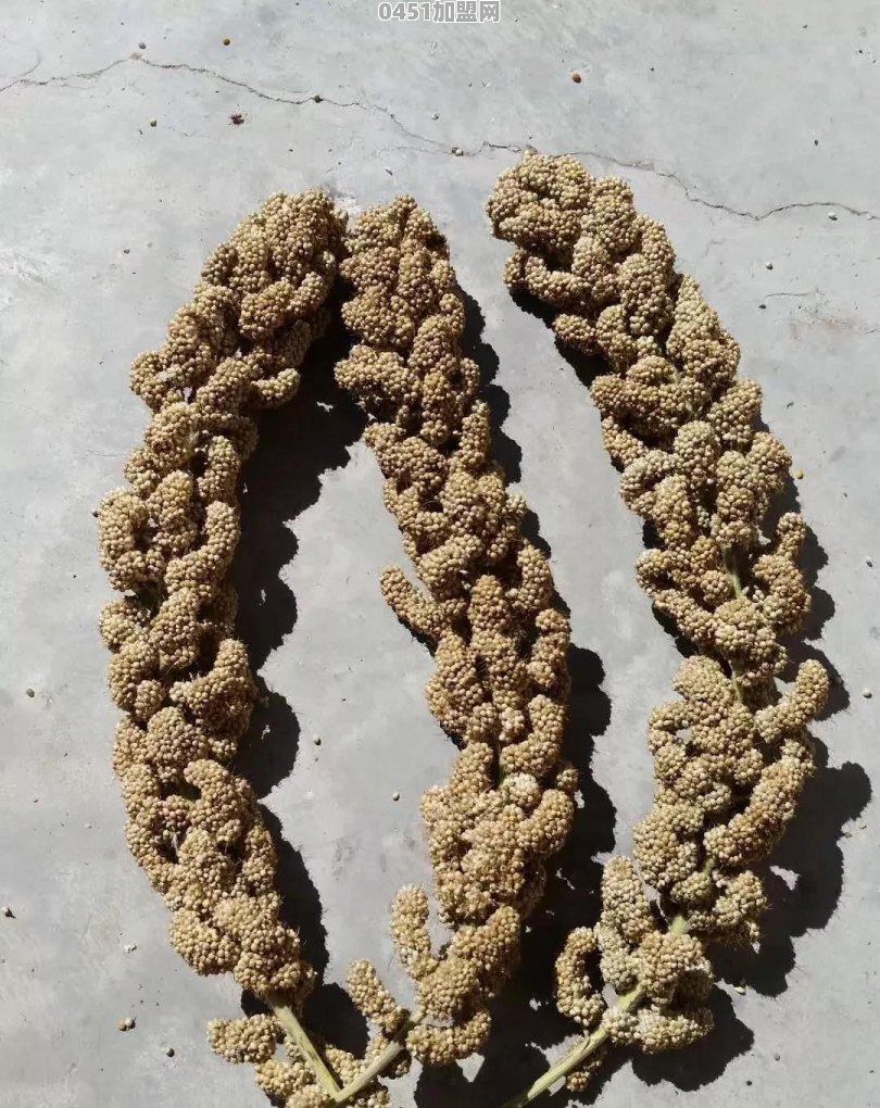 怀化农村自主创业哪个项目最有前景