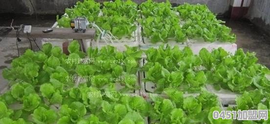 种植生菜要什么条件
