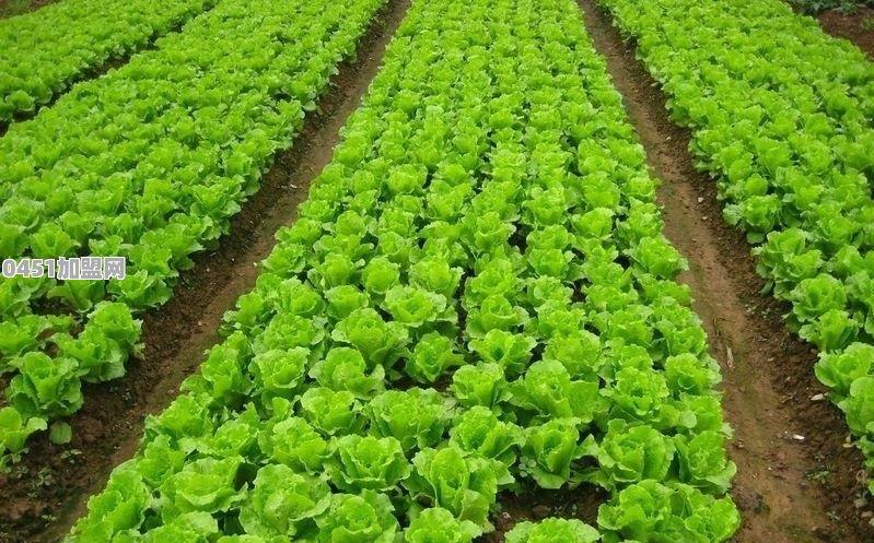 种植生菜要什么条件