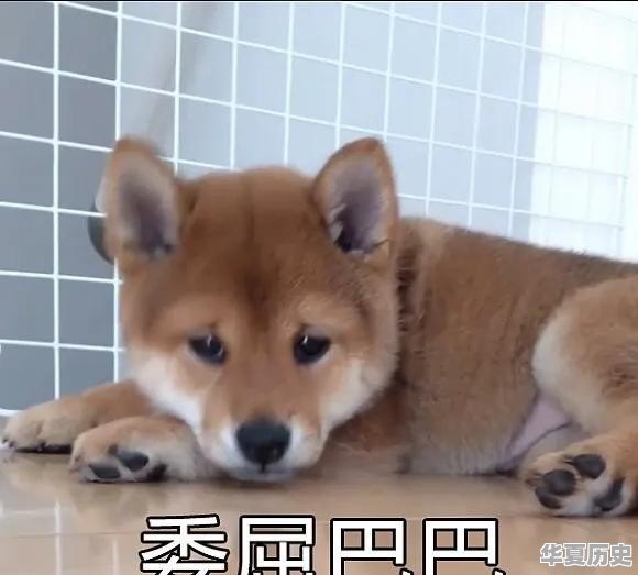 狗狗在极度饥饿情况下会吃掉主人吗 - 华夏历史