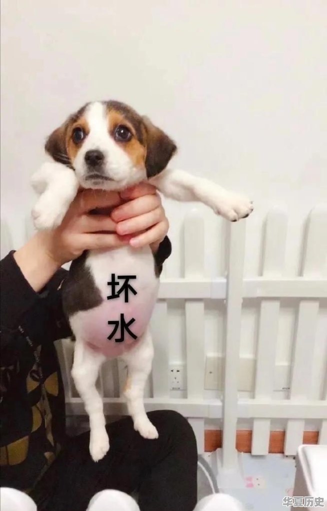 狗狗在极度饥饿情况下会吃掉主人吗 - 华夏历史