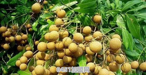 水果产地怎么找