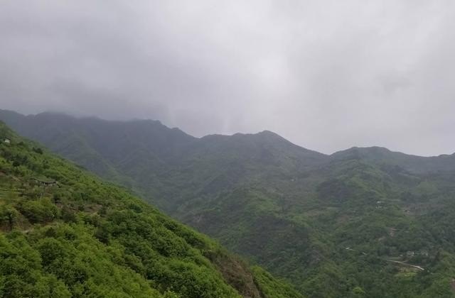 青城山茶叶去哪里买