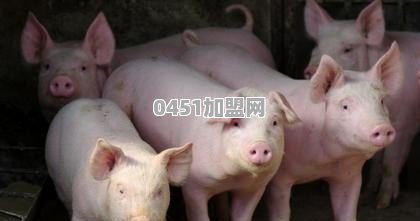 和公司合作养猪需要投资多少钱