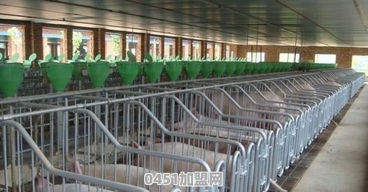 和公司合作养猪需要投资多少钱