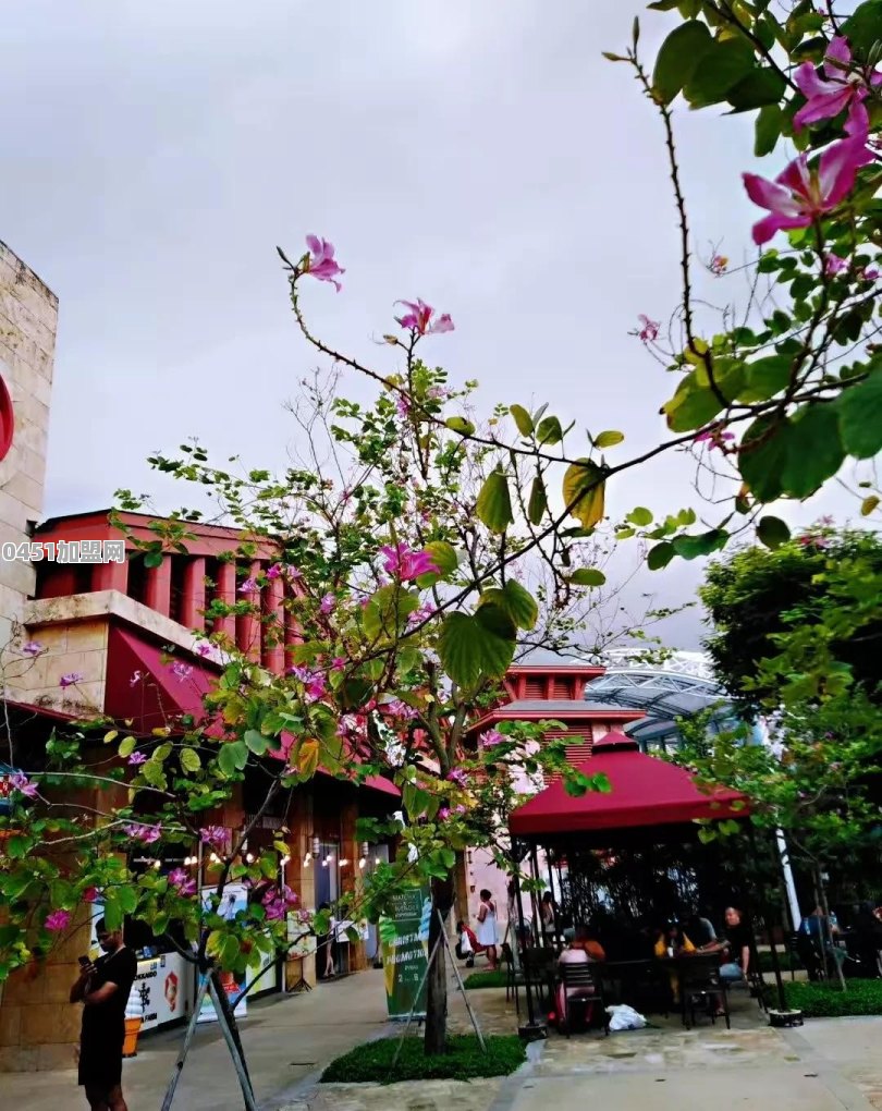 该不该去新加坡旅游