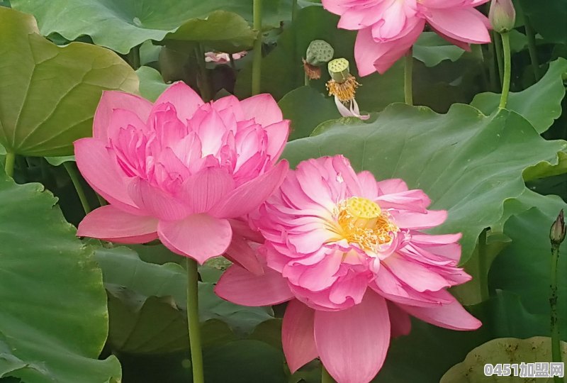 芒市在云南的哪里，最出名的是什么