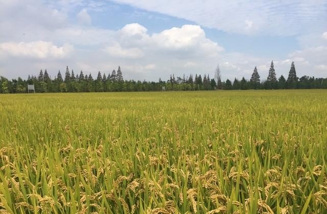 如何发展乡村旅游