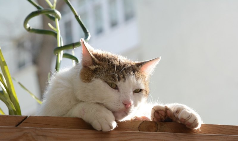 猫嘴里特别臭怎么办