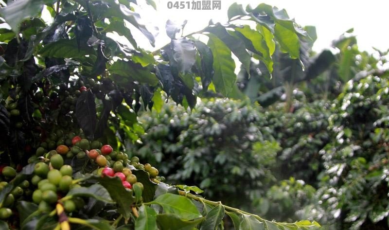 星巴克在云南发展的怎么样呀