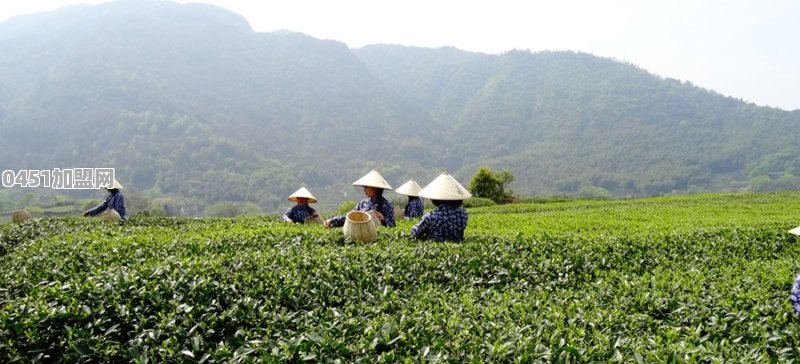 想给老爸网购茶叶，有哪些信得过的平台