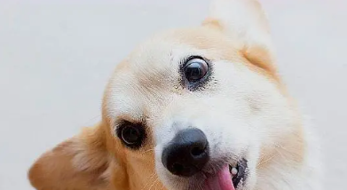 龅牙怎么治疗