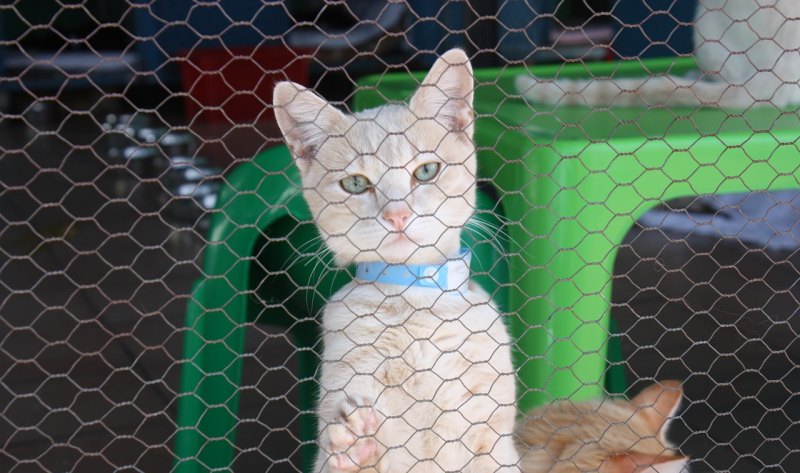 猫咪怕冷怎么办