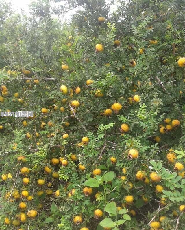 能说一说自己老家的特色农产品吗