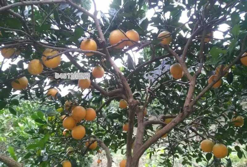 能说一说自己老家的特色农产品吗