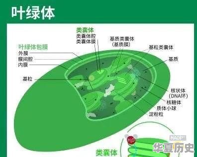 为什么自然界中的植物以绿色为主？从进化论的角度怎么解读 - 华夏历史