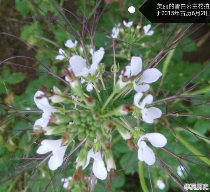 夫妻或者情侣间，最亲密的诗词有哪些呢 - 华夏历史