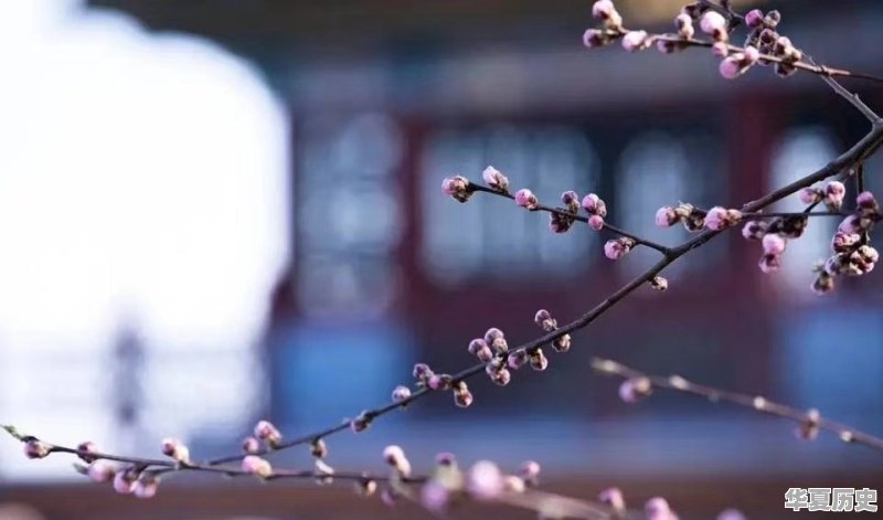你们觉得头条平台怎么样？直播可以吗 - 华夏历史