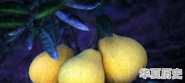 泸州市有哪些水果特产 - 华夏历史